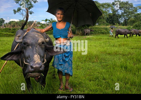 Una donna si prende cura del suo buffalo, Chitwan il parco nazionale, Nepal, Asia. Foto Stock