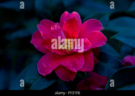 Gocce di pioggia sulla Camellia williamsii, un rosso camellia con un centro giallo fioritura in febbraio a RHS Wisley giardino, Surrey, Regno Unito Foto Stock