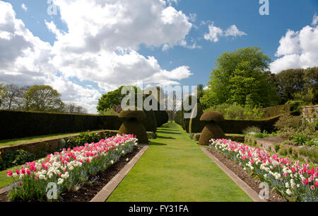 Una doppia cornice di colore rosa e bianco tulipani e righe di Yew Topiaria da nel parterre a Hinton Ampner, Arlesford, Hampshire, Regno Unito Foto Stock
