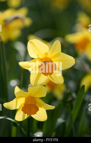 Narciso, Yellow Daffodils con orange trombe in Kew Gardens, London, Regno Unito Foto Stock