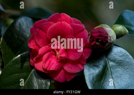 Camellia japonica 'Yukumi-Guruma' nella Valle dei giardini, Windsor, Surrey, Regno Unito Foto Stock