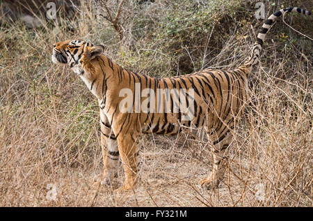 Tigre del Bengala (Panthera tigris tigris), la marcatura, il Parco nazionale di Ranthambore, Rajasthan, India Foto Stock