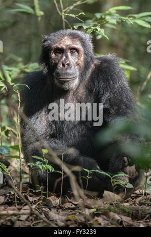 Scimpanzé orientale (Pan troglodytes schweinfurthii), la foresta di Kibale, Uganda Foto Stock