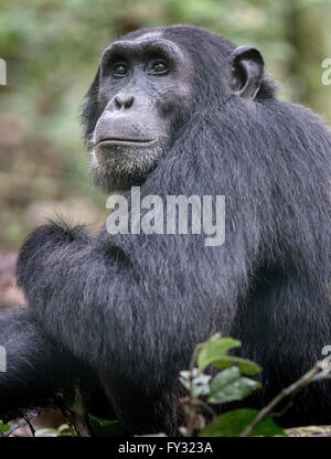 Scimpanzé orientale (Pan troglodytes schweinfurthii), la foresta di Kibale, Uganda Foto Stock