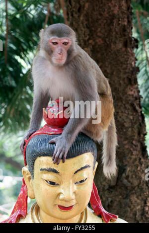 Scimmia Rhesus (macaca mulatta) seduta sulla testa di una statua di Buddha e il Monastero dei Diecimila Buddha, Sha Tin, Nuovi Territori Foto Stock