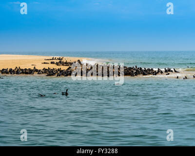 Rosolare le foche (Arctocephalus pusillus), colonia su sandbank, Walvis Bay City, Regione di Erongo, Namibia Foto Stock