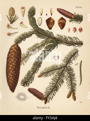 Abete, picea abies (Picea excelsa). Chromolithograph dopo una illustrazione botanica da Walther Muller da Hermann Adolph della Koehler piante medicinali, edito da Gustav Pabst, Koehler, Germania, 1887. Foto Stock