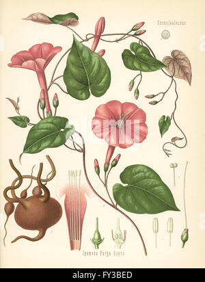 Jalap, Ipomoea purga. Chromolithograph dopo una illustrazione botanica da Hermann Adolph della Koehler piante medicinali, edito da Gustav Pabst, Koehler, Germania, 1887. Foto Stock