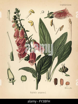 Foxglove viola, Digitalis purpurea. Chromolithograph dopo una illustrazione botanica da Walther Muller da Hermann Adolph della Koehler piante medicinali, edito da Gustav Pabst, Koehler, Germania, 1887. Foto Stock