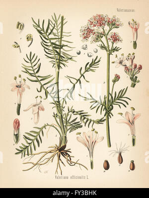 Tutti-guarire o valeriana, Valeriana officinalis. Chromolithograph dopo una illustrazione botanica da Walther Muller da Hermann Adolph della Koehler piante medicinali, edito da Gustav Pabst, Koehler, Germania, 1887. Foto Stock