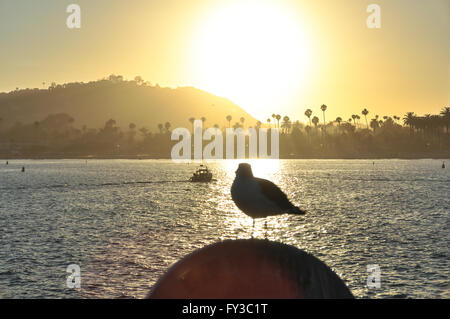 Seagull in controluce al tramonto, Santa Barbara, California Foto Stock