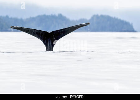 Un adulto Humpback Whale (Megaptera novaeangliae) fluking in mare lungo la costa di Alaska nonostante la pressione sui loro fe Foto Stock