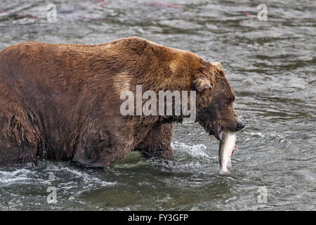 Maschio di orso bruno la cattura di salmoni presso Brooks Falls, Katmai National Park, Alaska Foto Stock