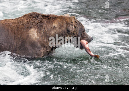 Maschio di orso bruno la cattura di salmoni presso Brooks Falls, Katmai National Park, Alaska Foto Stock