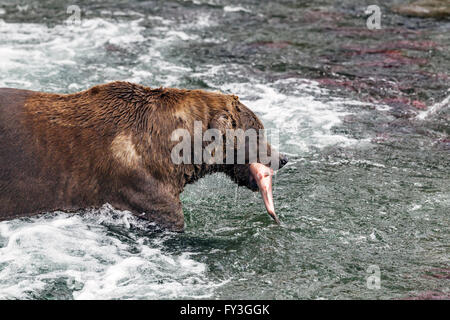 Maschio di orso bruno la cattura di salmoni presso Brooks Falls, Katmai National Park, Alaska Foto Stock