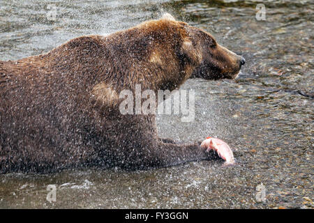 Maschio di orso bruno scuote acqua dal suo pelo mentre mangia salmoni presso Brooks Falls, Katmai National Park, Alasja Foto Stock