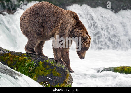 Maschio di orso bruno caccia salmoni presso Brooks Falls, Katmai National Park, Alasja Foto Stock