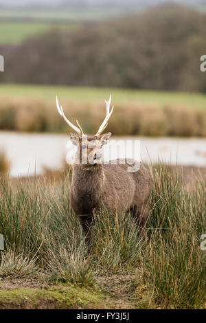 Cervi Sika cervo (Cervus nippon) Foto Stock