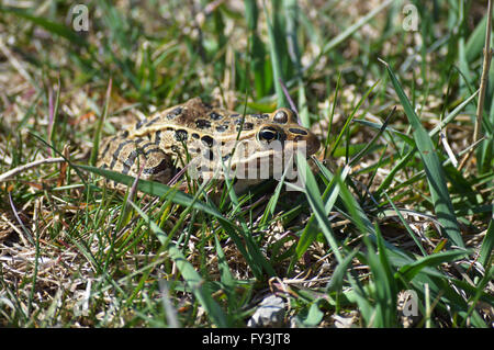 Rospo di leopardo Foto Stock