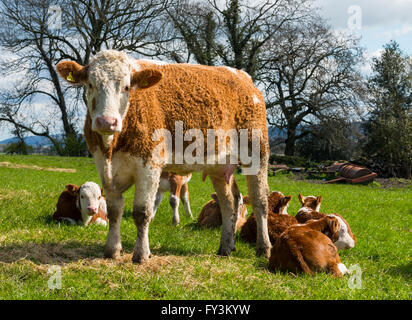 Hereford bestiame in pietra con Acton Wenlock Edge in distanza, Shropshire. Foto Stock