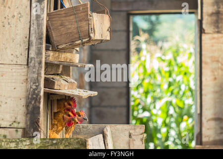 Gallina di legno-coop con tre galline e un campo di grano in background in provincia di Yunnan in Cina Foto Stock