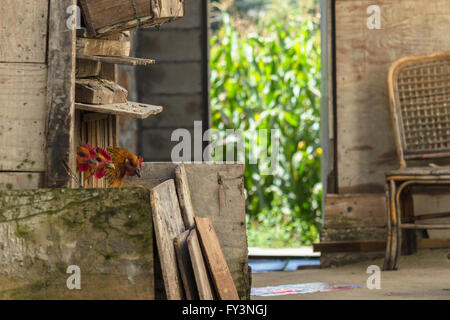 Gallina di legno-coop con tre galline e un campo di grano in background in provincia di Yunnan in Cina Foto Stock