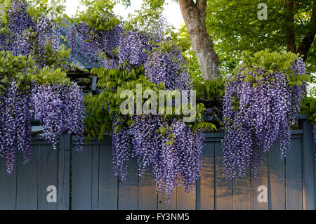 Purple wisteria floribunda fiori sovrastante un cortile in legno recinzione in primavera, Vancouver, BC, Canada Foto Stock