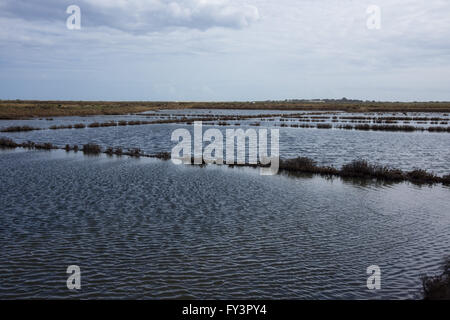 La raccolta del sale nelle saline vicino a Tavira, Portogallo Foto Stock