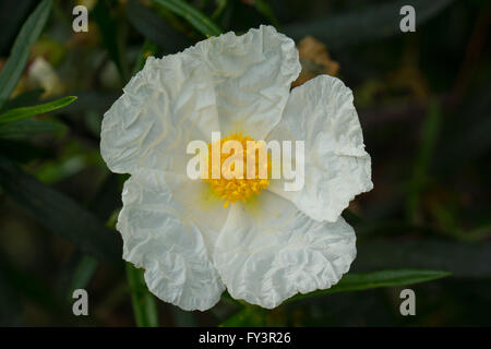 White Cistus ladanifer in Arribes parco nazionale,Spagna Foto Stock