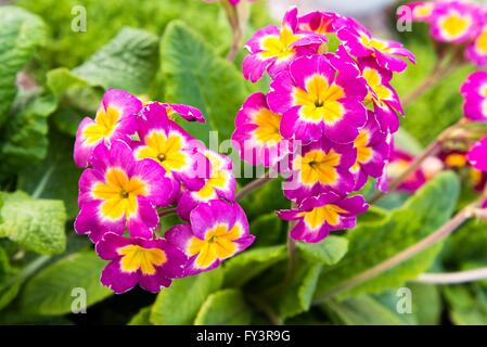 Rosa in fiore primavera primulas nel letto di fiori. vista da vicino Foto Stock