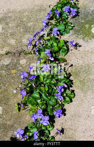 Wild Self seminate comune fiori Dog-Violet tra bandiere in un giardino Alsager Cheshire England Regno Unito Regno Unito Foto Stock