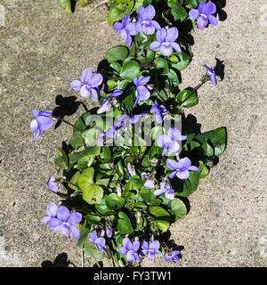 Wild Self seminate comune fiori Dog-Violet tra bandiere in un giardino Alsager Cheshire England Regno Unito Regno Unito Foto Stock