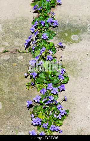 Wild Self seminate comune fiori Dog-Violet tra bandiere in un giardino Alsager Cheshire England Regno Unito Regno Unito Foto Stock