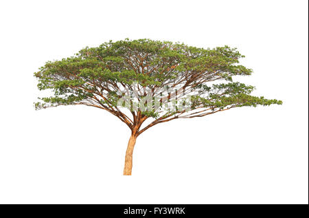 Albero tropicale isolata su sfondo bianco. Foto Stock