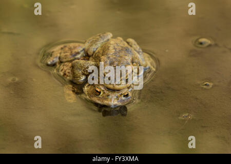 Il rospo comune, Bufo bufo, maschio e femmina in amplexus, al sito di riproduzione, il Parco Nazionale di Peak District, Derbyshire, Regno Unito Foto Stock