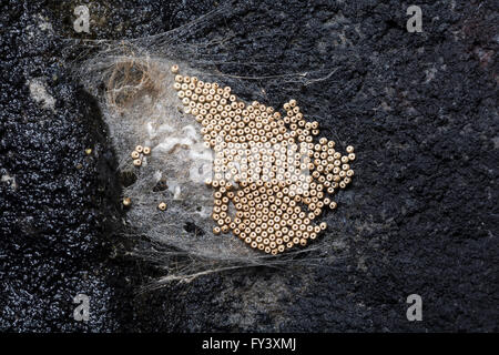 Uova di Vaporer tarma o arrugginito Tussock Moth, Orgyia antiqua, cocoon, con uova deposte al di fuori. attaccato ad una scogliera-faccia. Foto Stock