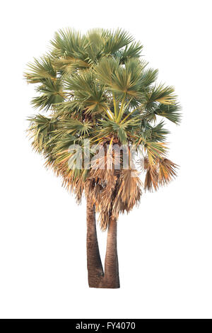 Albero tropicale o sugar palm isolati su sfondo bianco per decorate idea design naturale. Foto Stock