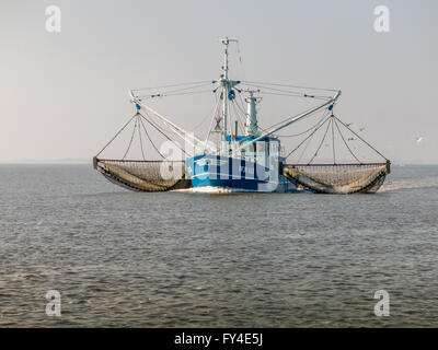 Pescherecci con reti da traino adibiti alla pesca di gamberetti di pesca sul mare di Wadden nei Paesi Bassi Foto Stock