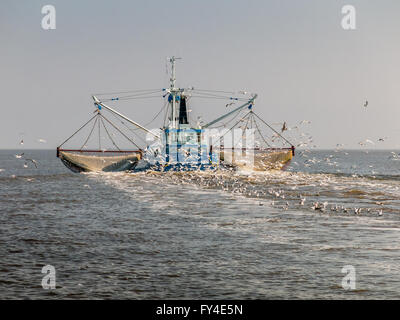 Gamberi di pesca a strascico su Waddensea nei Paesi Bassi Foto Stock