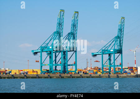 Gru e contenitori al terminal di container Deurganckdok, fiume Schelde, porto di Anversa, Belgio Foto Stock