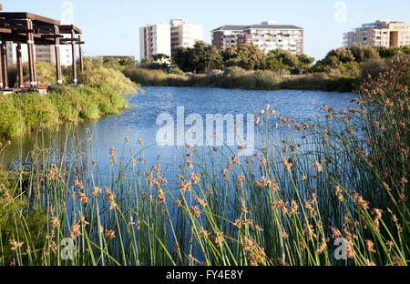 Punto verde parco in Città del Capo - Sud Africa Foto Stock