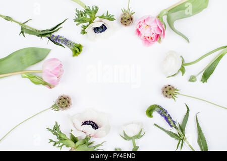 Tulipani rosa, bianco anemone, spicchi di colore rosa e bianco renoncules giacente su sfondo bianco dalla parte superiore del cerchio Foto Stock