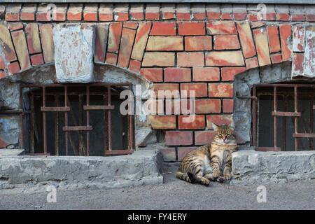 Funny cat si trova nei pressi del vecchio Windows. Foto Stock