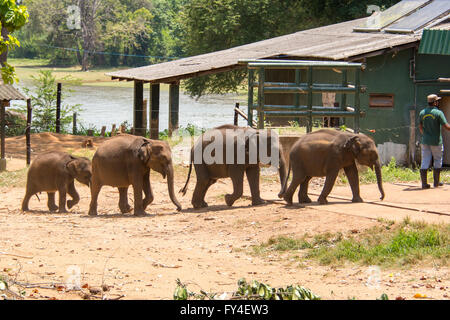 Quattro elefanti orfani abbandonati che camminano in una linea in una casa di transito degli elefanti nello Sri Lanka Foto Stock
