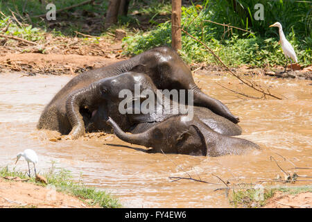 Tre elefanti indiani giocando in acqua Foto Stock