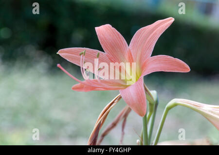 Hippeastrum flower testa è di razza pallido rosso mandarino Foto Stock