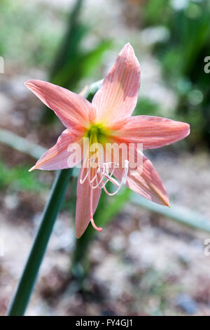 Hippeastrum flower testa è di razza pallido rosso mandarino Foto Stock