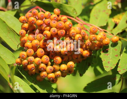 Bacche di colore arancione da un rowan tree (Sorbus aucuparia). Foto Stock