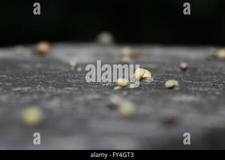 Grande gruppo di lumache su una pietra in condizioni di tempo piovoso. Foto Stock