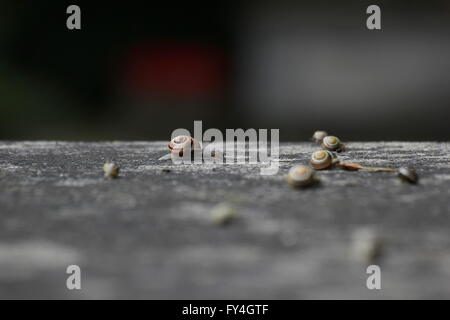 Grande gruppo di lumache su una pietra in condizioni di tempo piovoso. Foto Stock